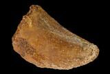 Bargain, Carcharodontosaurus Tooth - Real Dinosaur Tooth #145732-1